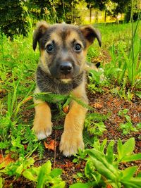 Portrait of a dog