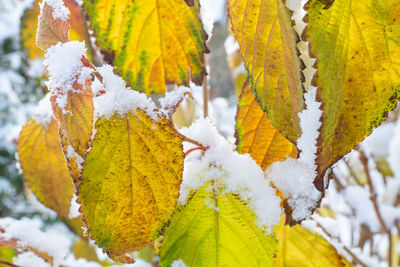Frosty colourfull autumn leaves
