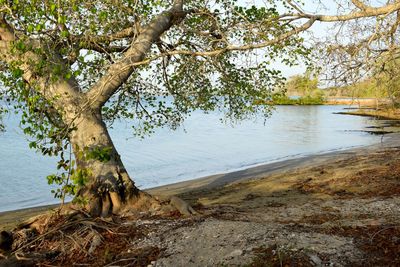 Scenic view of lake by trees