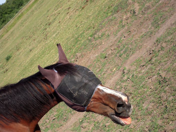 Side view of a horse on land