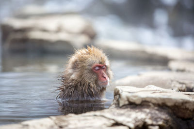 Monkey on rock