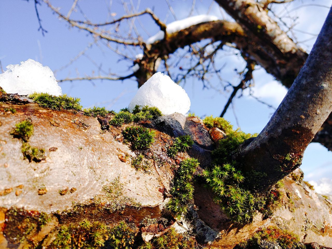 LOW ANGLE VIEW OF LICHEN ON TREE TRUNK
