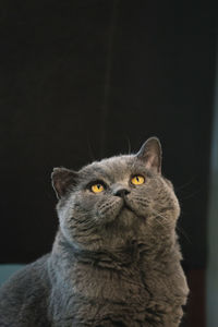 Portrait of cat looking up