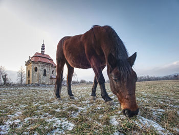 Horses on a field