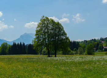 Trees on field against sky