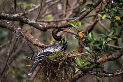 Female anhinga bird called anhinga anhinga and snakebird makes a nest as she prepares to lay eggs 