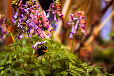 Close-up of bee pollinating on purple flower