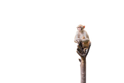 Low angle view of bird perching on a tree