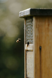 Close-up of bee flying towards insect hotel