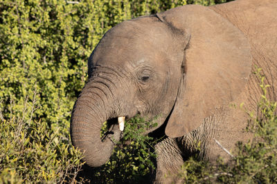 Side view of elephant eating plants