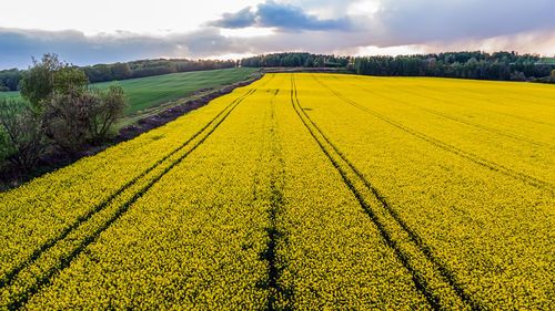 Scenic view of agricultural field against sky