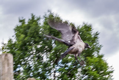 Low angle view of bird flying against sky