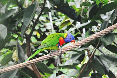 Bird perching on branch