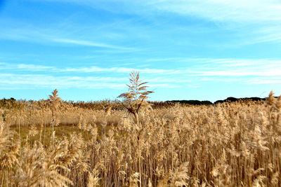 Scenic view of wheat field against sky