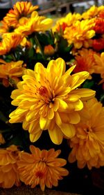 Close-up of yellow flowering plant