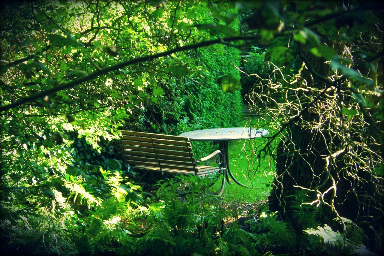 EMPTY BENCHES IN PARK