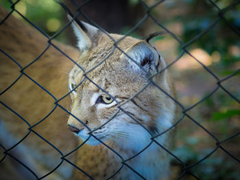 Close-up of a squirrel on chainlink fence