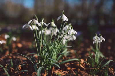 Close-up of white crocus flowers on field