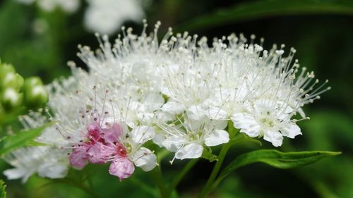 Close-up of white flowering plant