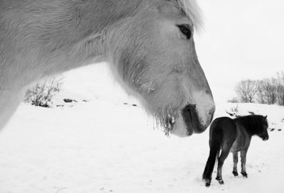 White horse on snowy field