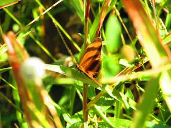 Close-up of butterfly on leaf