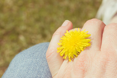 Close-up of hand holding yellow flower