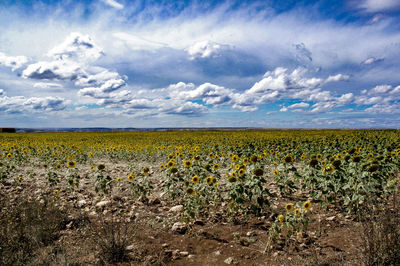 Scenic view of field against cloudy sky