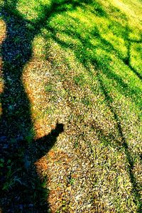 Shadow of trees on grassy field