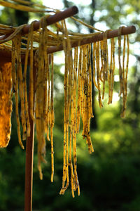 Close-up of christmas decorations