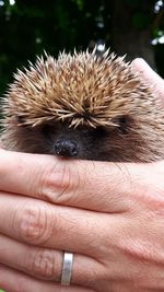 Close-up of hand holding an animal