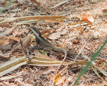 High angle view of dry plants on field