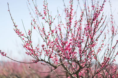 Low angle view of cherry blossoms against sky