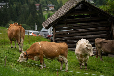 Cows grazing in a field