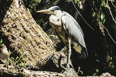 Close-up of bird perching on tree