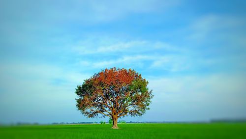 Tree on field against sky