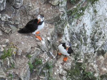 High angle view of bird perching on rock