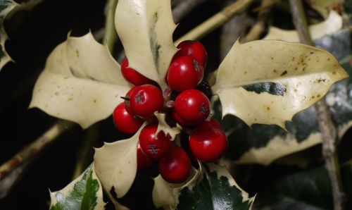 Close-up of red leaves