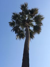 Low angle view of palm tree against clear blue sky