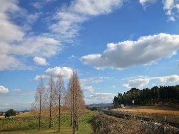 Trees on field against sky