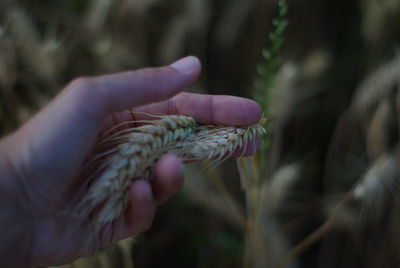 Close-up of hand holding leaf