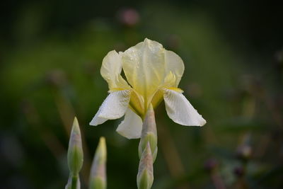 Close-up of wet white flowering plant