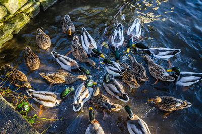 High angle view of ducks swimming in lake