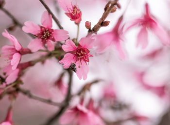 Close-up of pink cherry blossoms in spring