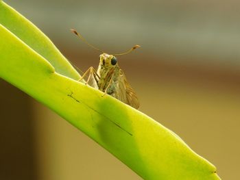 Close-up of moth on leaf