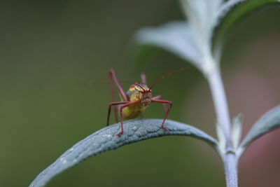 Close-up of insect on leaf