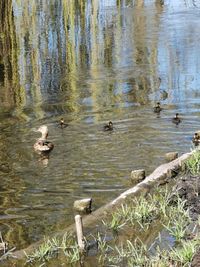 High angle view of ducks swimming in lake