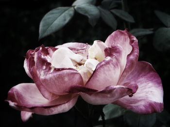 Close-up of pink rose