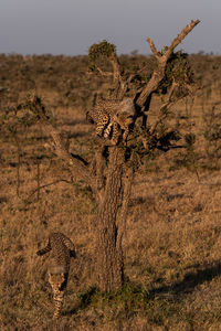 Young cheetahs on tree trunk