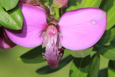 Close-up of pink flowers