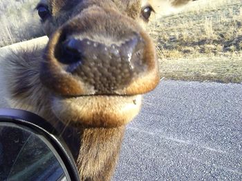 Close-up of an animal